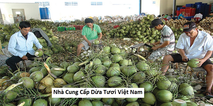  nhà cung cấp dừa tươi việt nam