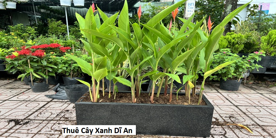 Thuê cây xanh dĩ an