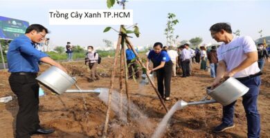 Trồng cây xanh tp.hcm