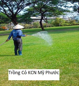 Trồng cỏ kcn mỹ phước