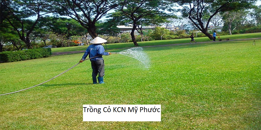 Trồng cỏ kcn mỹ phước