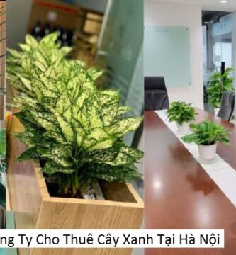 Công Ty Cho Thuê Cây Xanh Tại Hà Nội