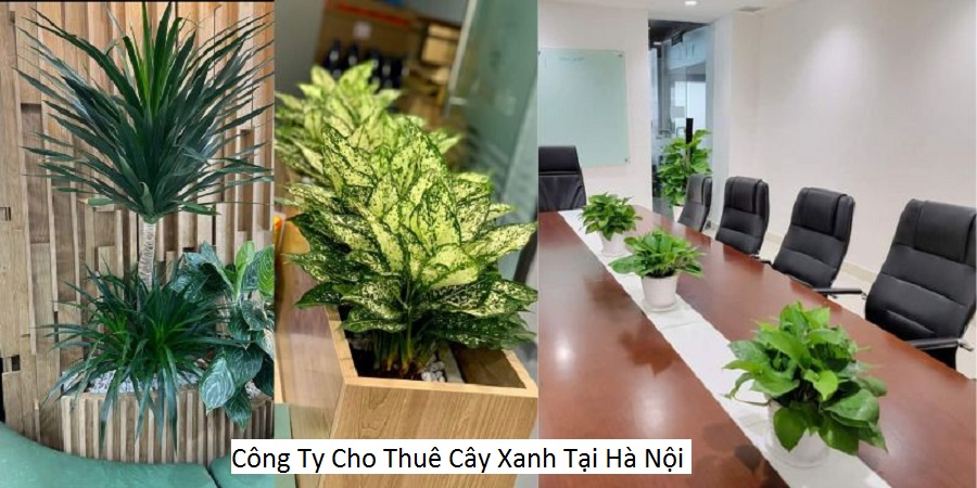 Công Ty Cho Thuê Cây Xanh Tại Hà Nội