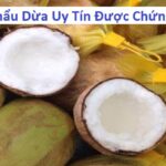 Nhà xuất khẩu dừa uy tín Được chứng nhận halal