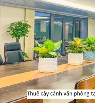 Thuê cây cảnh văn phòng tại Ba Đình Hà Nội